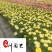 成都欧月花卉批发基地别墅庭院园艺绿化花卉租摆花境