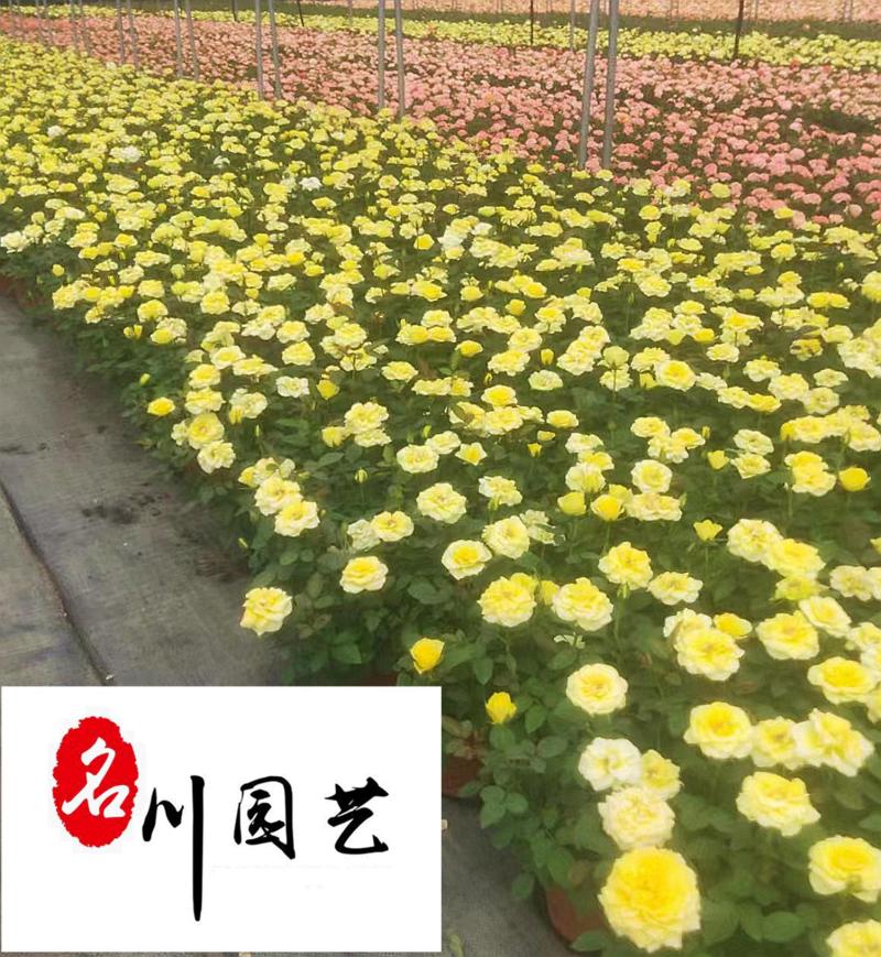 成都欧月花卉批发基地别墅庭院园艺绿化花卉租摆花境