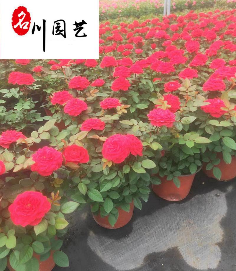 成都欧月花卉批发基地别墅庭院园艺绿化花卉租摆花境