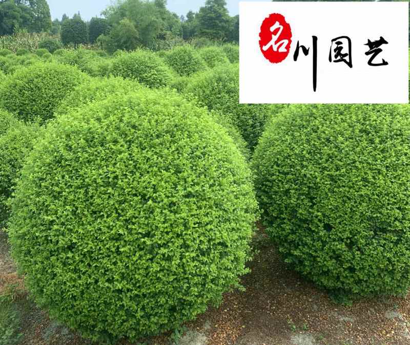 出售毛叶丁香球四川毛叶丁香球批发毛叶丁香球价格行情