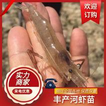【创业】广东淡水优质丰产河虾苗青虾苗可空运包技术成活率