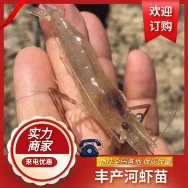 【创业】广东淡水优质丰产河虾苗青虾苗可空运包技术成活率