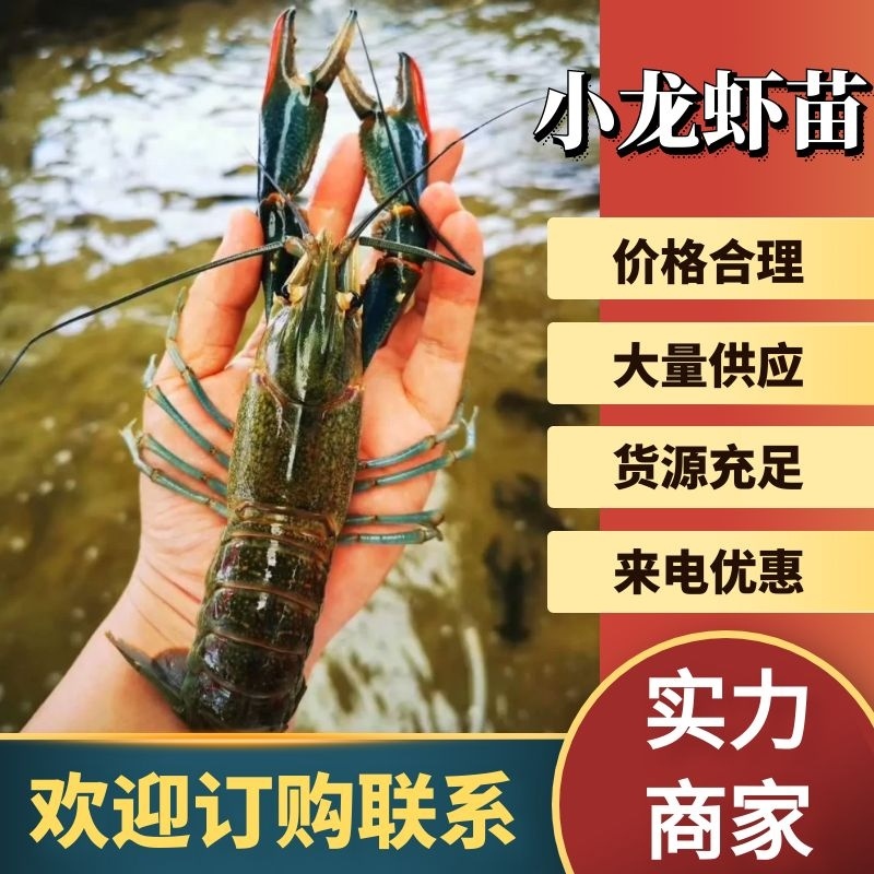 鱼场直供优良品种澚洲淡水小龙虾苗，支持全国发货