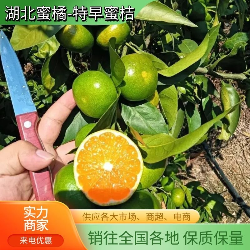 【实力供货蜜橘】蜜橘湖北产地直发全国电商市场商超视频看货