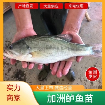 鲈鱼苗，训化加洲鲈鱼苗，大口黑鲈鱼苗，鲈鱼水花棕片