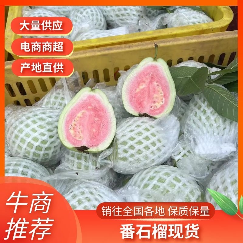 【热卖】白心红心番石榴品质哈价格低自产自销全国可发