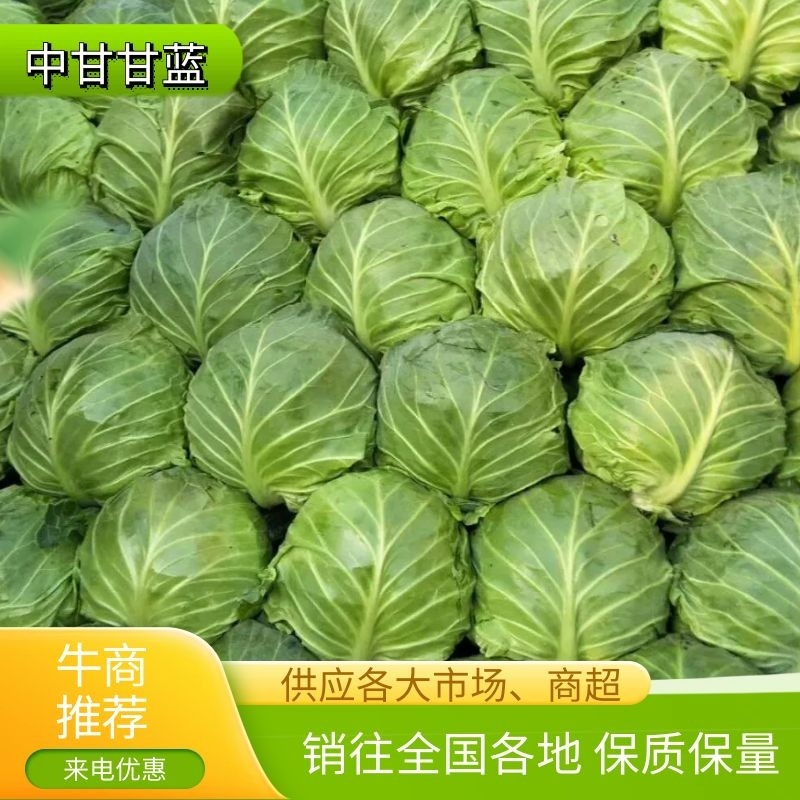 【荐】青岛莱西市，精品甘蓝，基地现摘现发，保质保量
