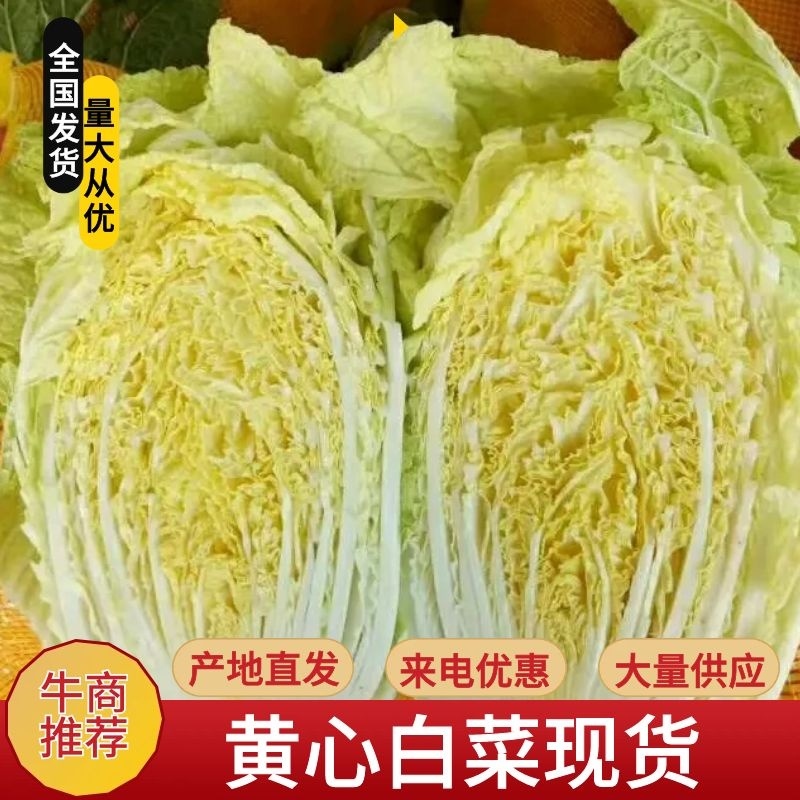 【荐】青岛莱西市精品大白菜，黄心白菜现割现发，可按需包装