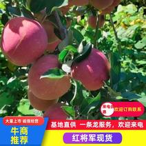【苹果】四川红将军苹大量供应口感脆甜颜色红润