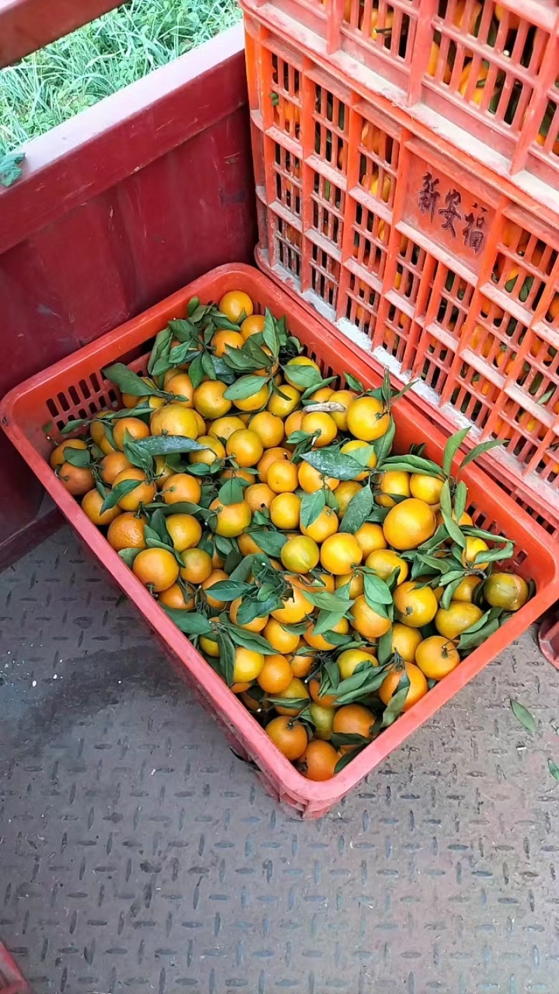 湖北特早蜜桔皮薄多汁产地直发欢迎联系量大从优