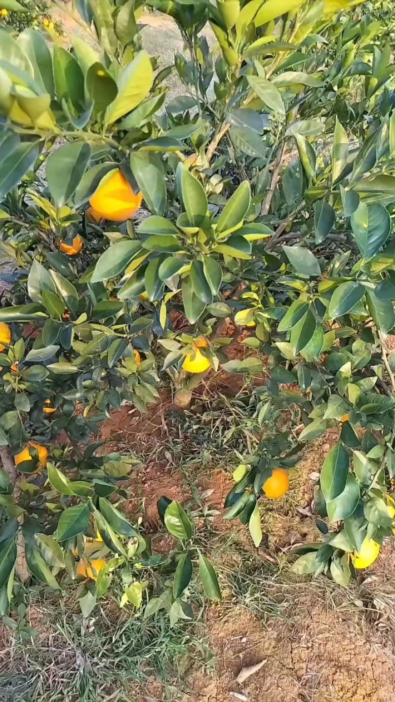 湖北特早蜜桔皮薄多汁产地直发欢迎联系量大从优