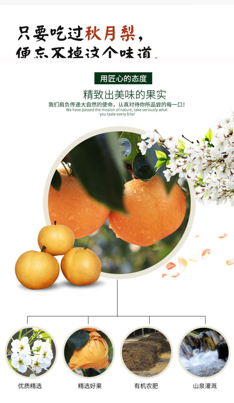 正宗原树秋月梨树上熟新鲜水果蜜甜多汁