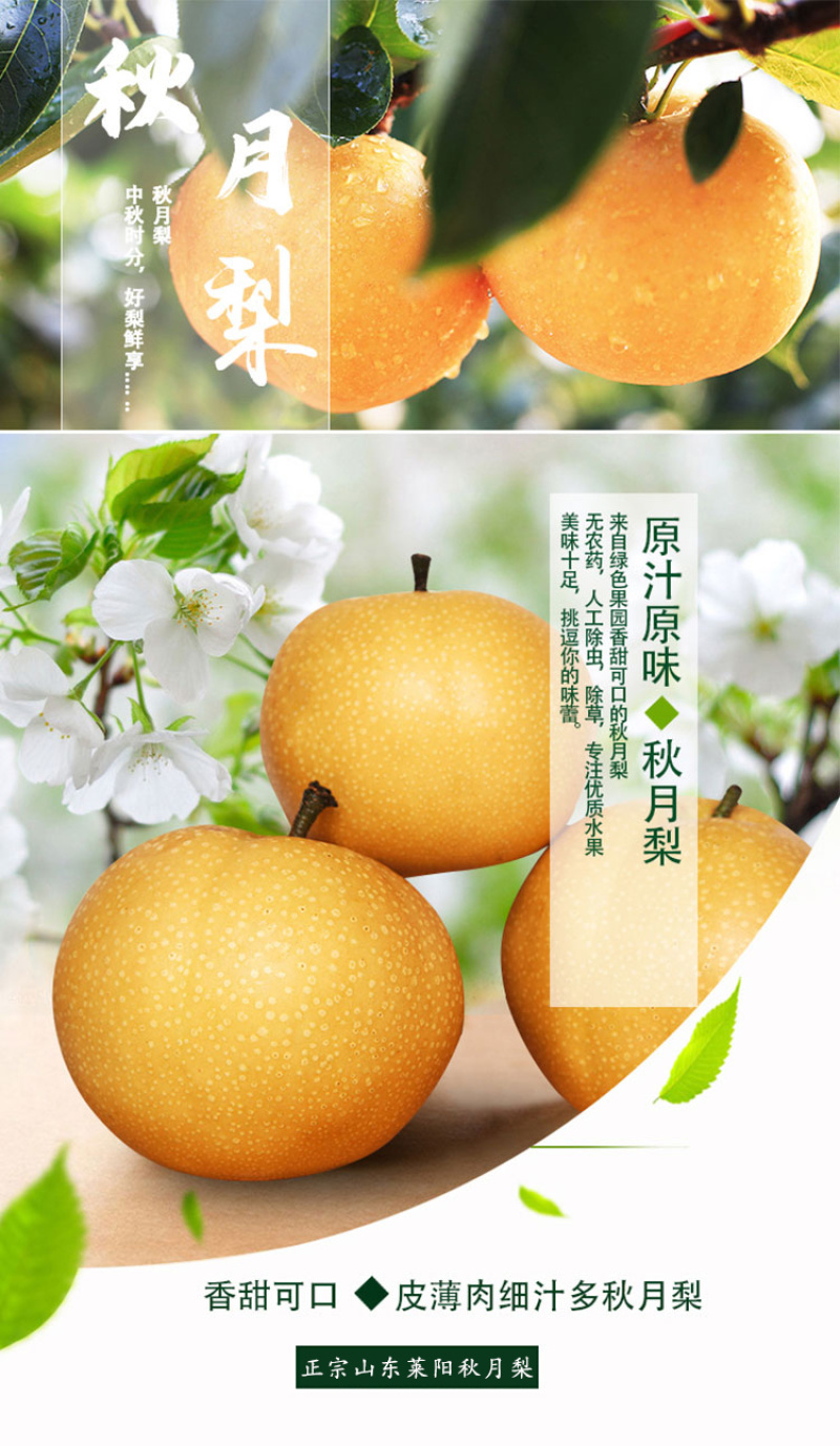 正宗原树秋月梨树上熟新鲜水果蜜甜多汁
