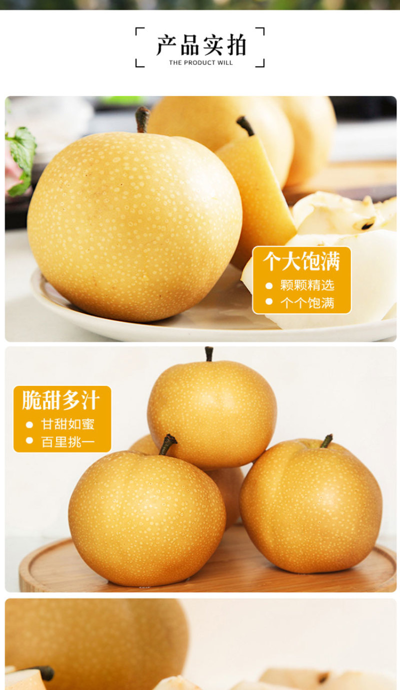 正宗原树秋月梨树上熟新鲜水果蜜甜多汁