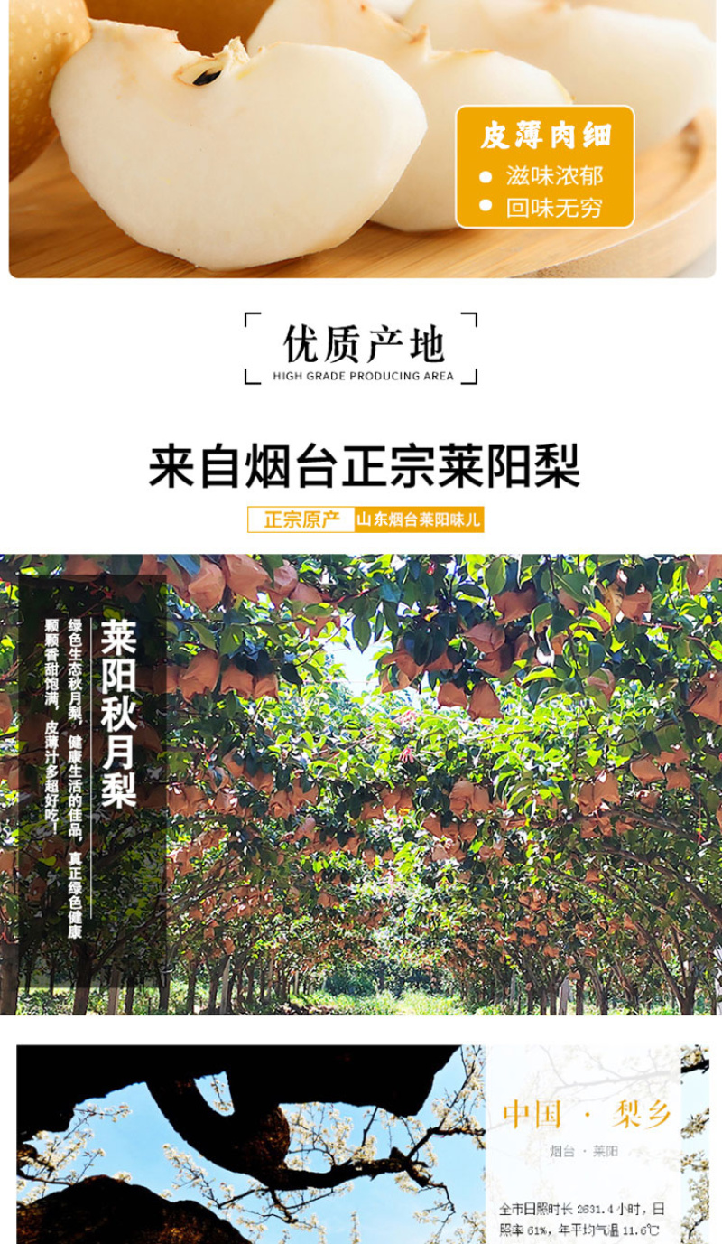 正宗原树秋月梨树上熟新鲜水果蜜甜多汁