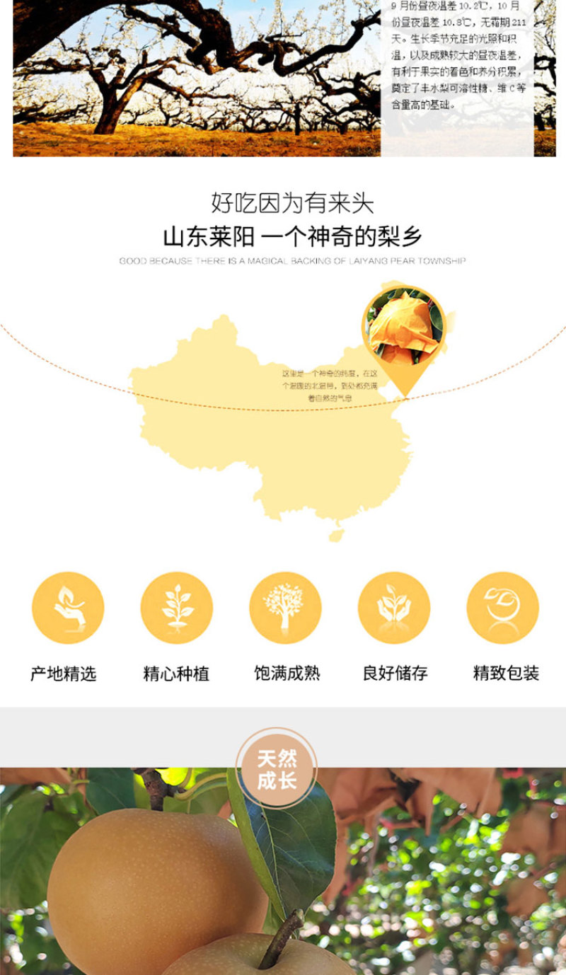 正宗原树秋月梨树上熟新鲜水果蜜甜多汁