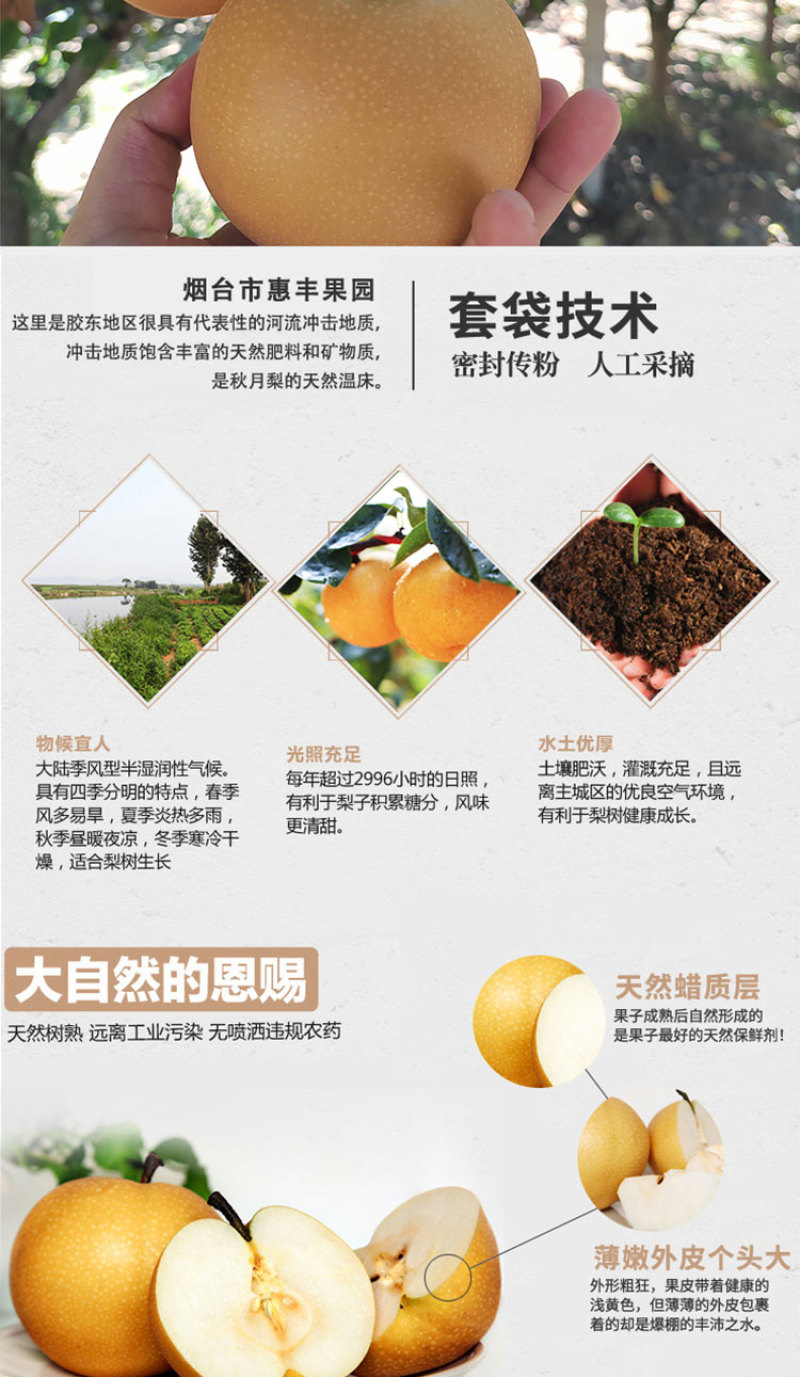 正宗原树秋月梨树上熟新鲜水果蜜甜多汁