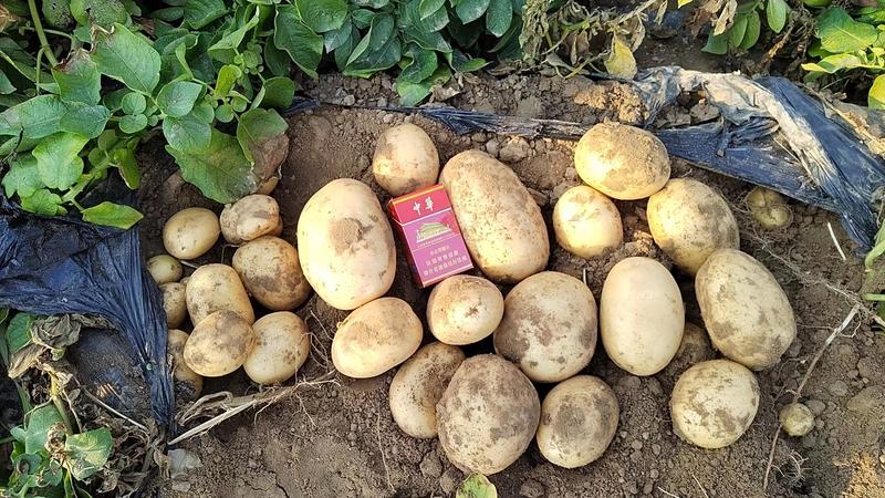 精品沃土土豆希森荷兰十五等品种齐全品质保证对接全国