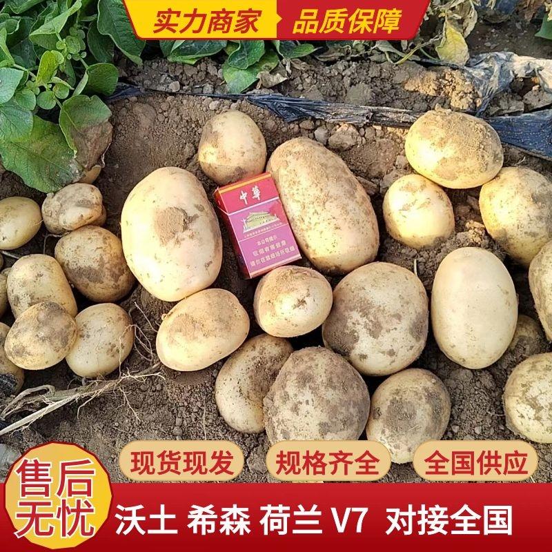 精品沃土土豆希森荷兰十五等品种齐全品质保证对接全国