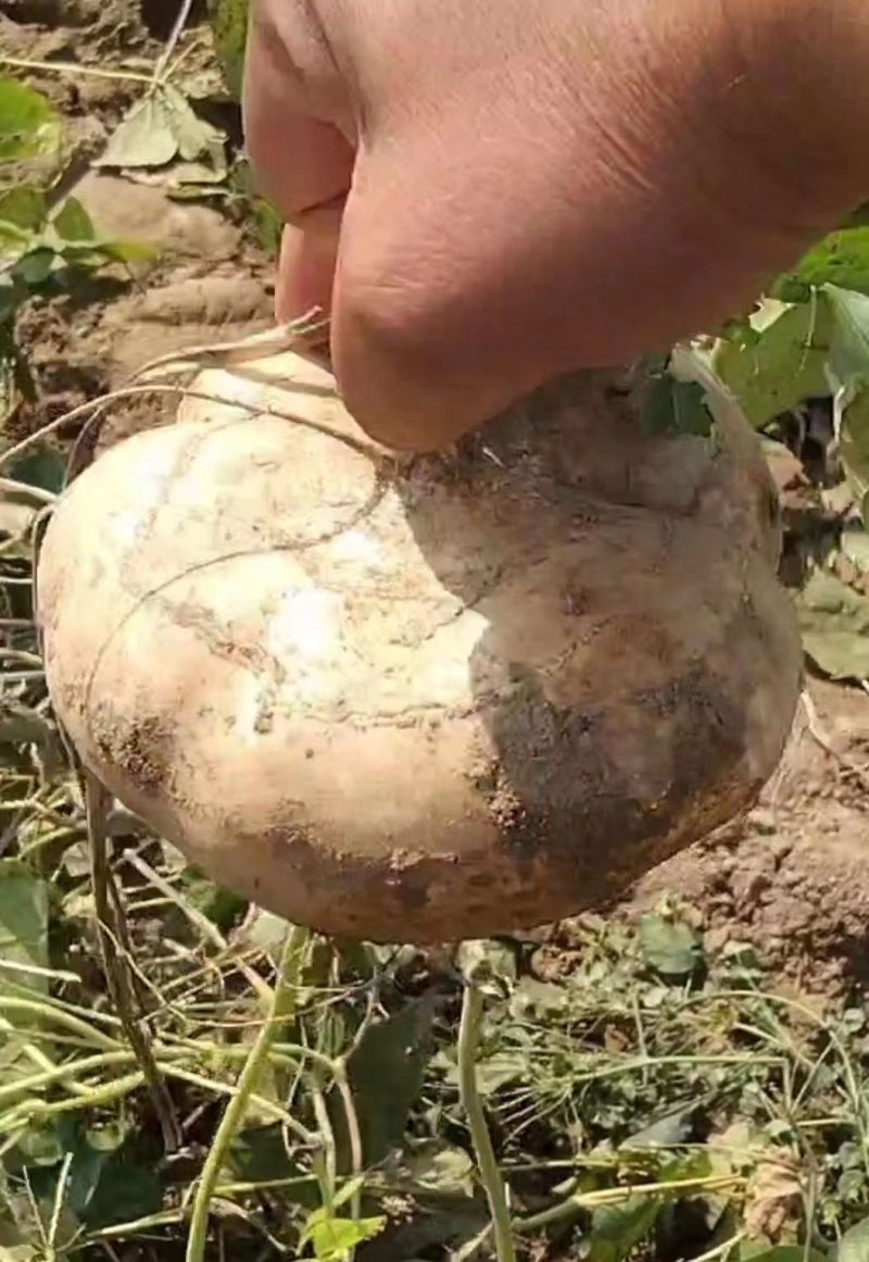 湖北沙土地种植地瓜又嫩又甜水分足大量供应中