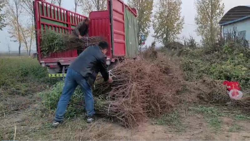 巴旦木树苗/自已基地育苗价格优惠/植株健壮，根系发达