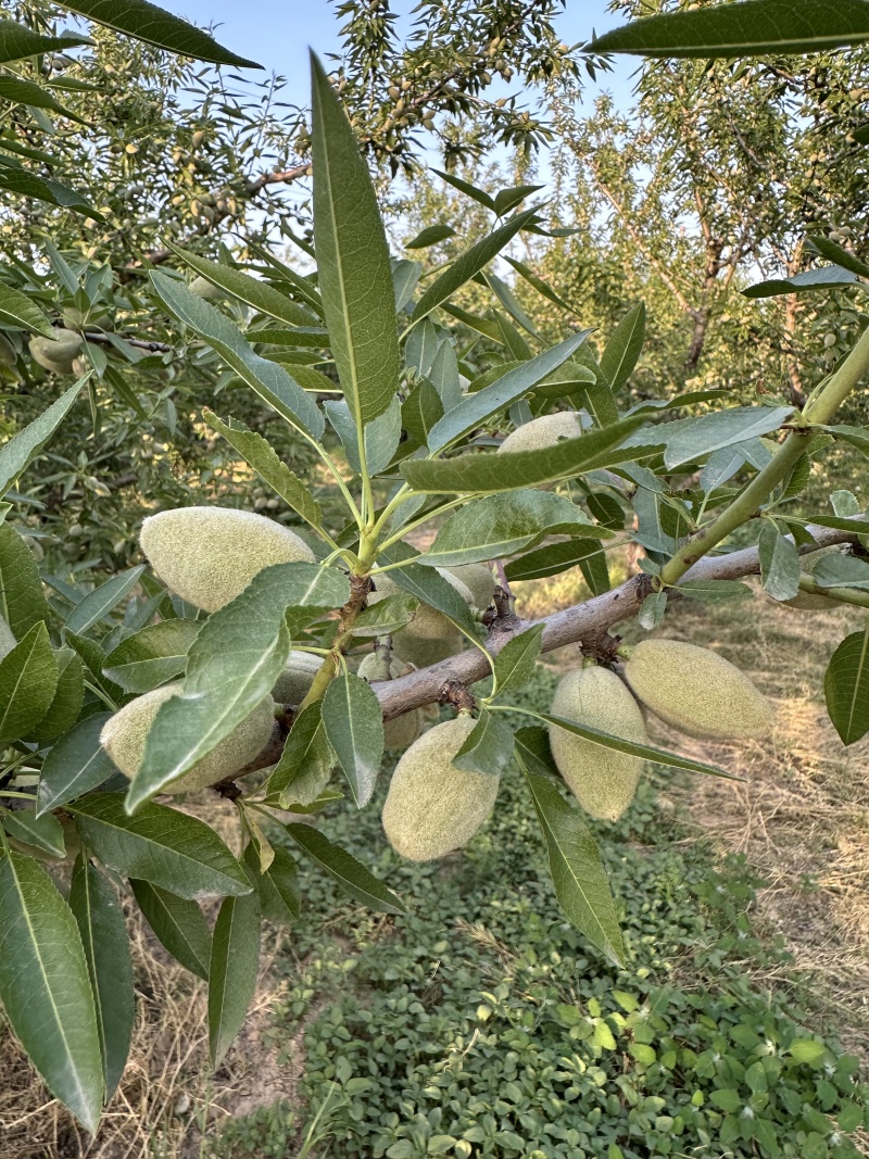 巴旦木树苗/自已基地育苗价格优惠/植株健壮，根系发达