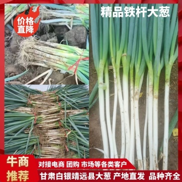 铁杆大葱产地直发量大从优欢迎老板联系