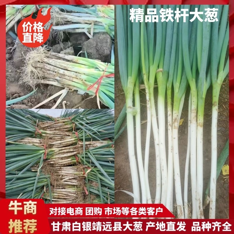 铁杆大葱产地直发量大从优欢迎老板联系