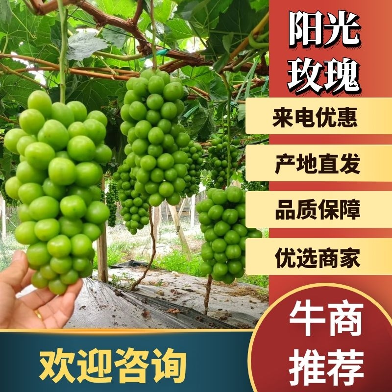阳光玫瑰大量上市产地直发口感好果肉大欢迎咨询