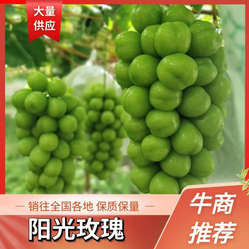 山东平邑原产地阳光玫瑰口感好果肉大产地直销欢迎老板订购