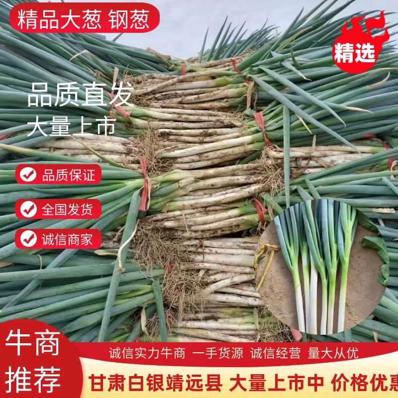 精品大葱钢葱产地直发品质保证对接各类客户欢迎咨询