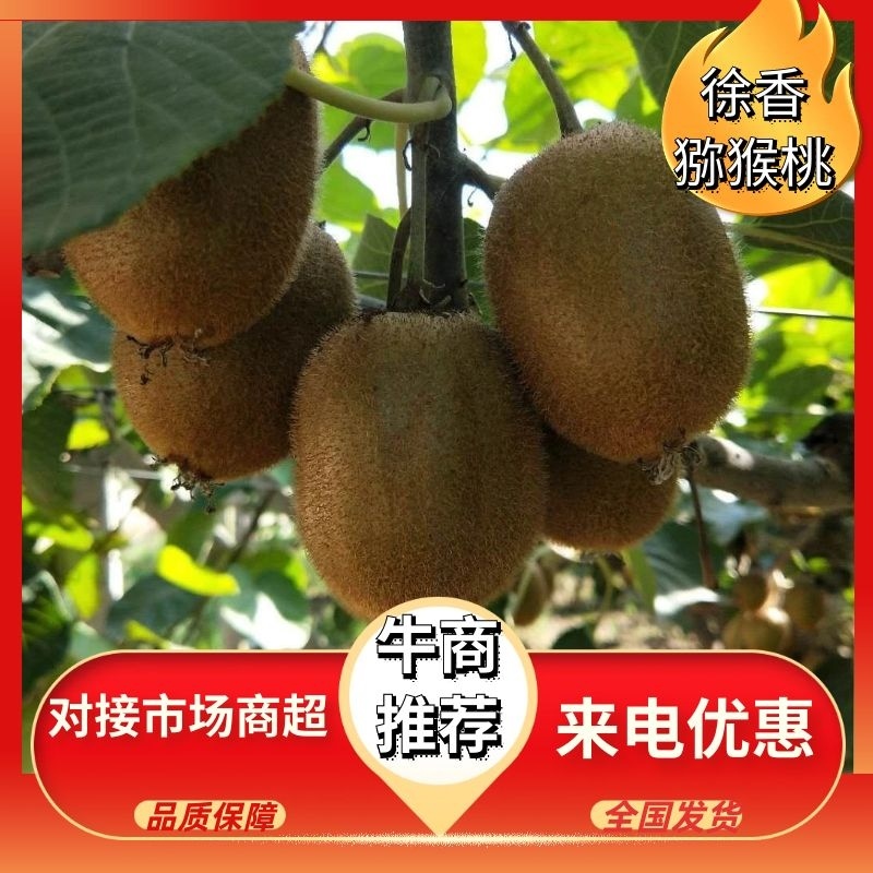 正宗陕西徐香猕猴桃大量上市货源充足量大从优欢迎咨询