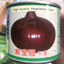 紫宝冠玉葱洋葱种子日本进口蔬菜基地大田圆葱头