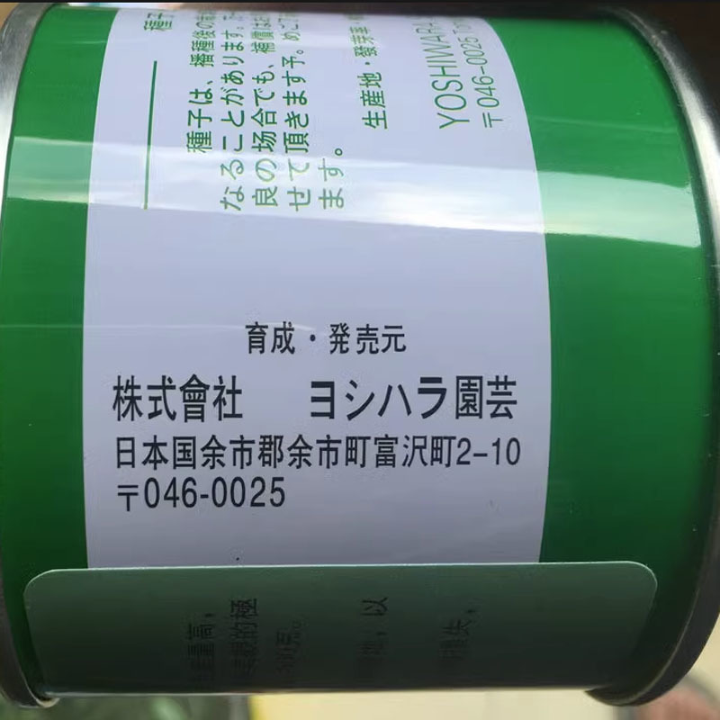紫宝冠玉葱洋葱种子日本进口蔬菜基地大田圆葱头