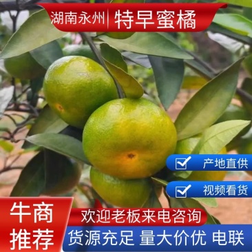 江永回龙圩特早蜜桔大量上市货源充足保质保量以质论价欢迎电联