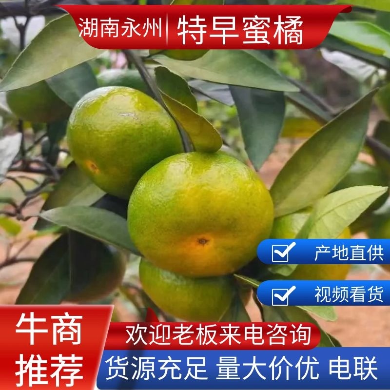江永回龙圩特早蜜桔大量上市货源充足保质保量以质论价欢迎电联
