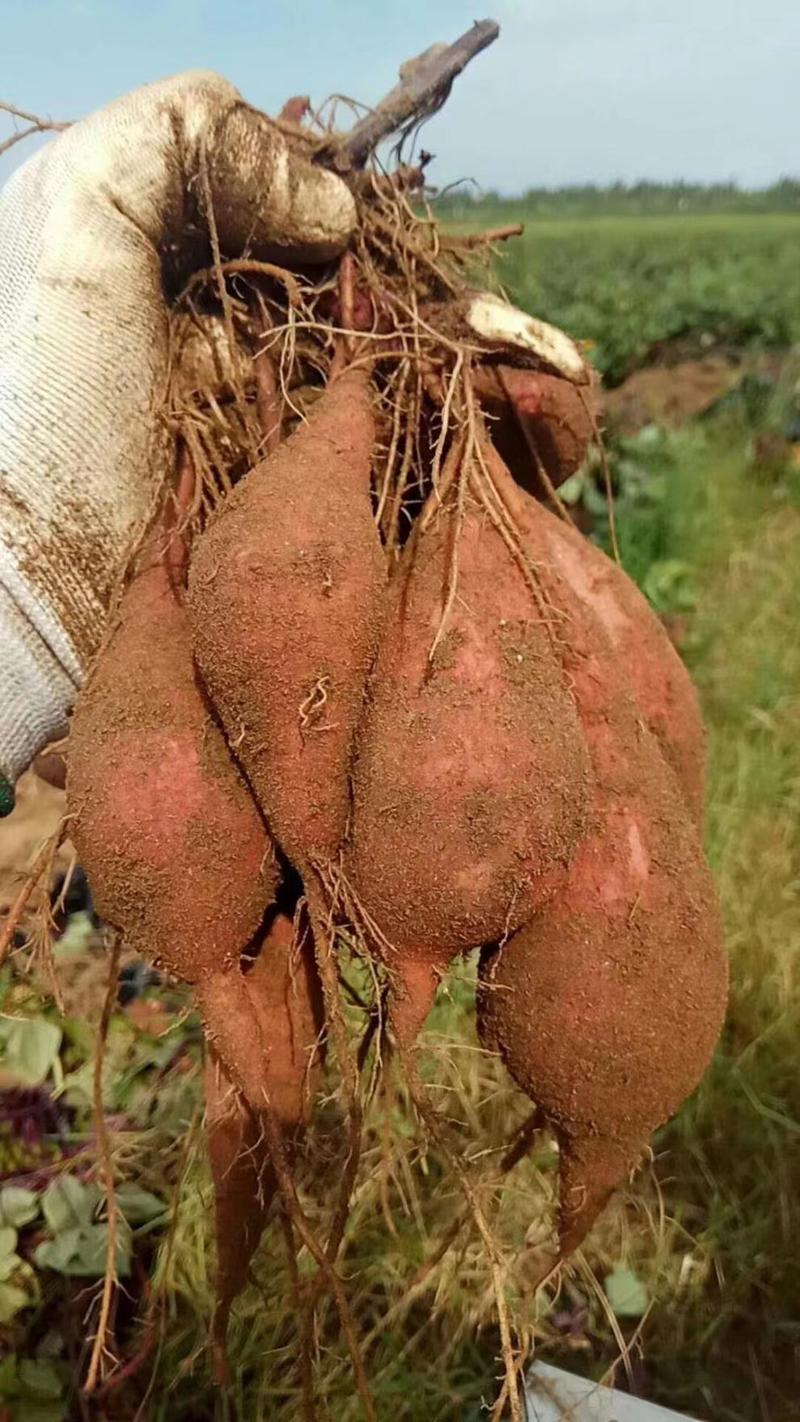 广东红薯一点红一件代发全国发货支持看货