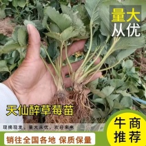 【推荐】安徽阜阳天仙醉草莓苗大量供应现挖现发对接全国客商