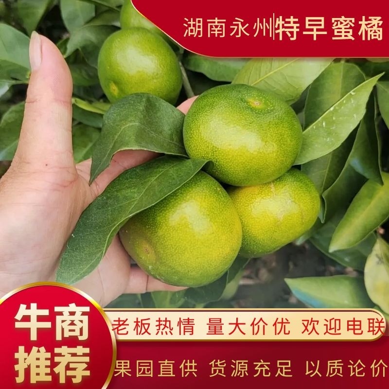 ［荐］湖南回龙圩特早蜜橘一手货源产地直供量大价优电联