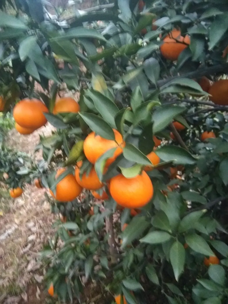 四川眉山红美人橙子大量上市诚信经营价廉果优可远程看货