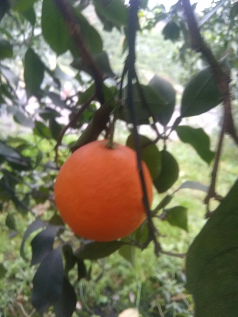 四川眉山红美人橙子大量上市诚信经营价廉果优可远程看货
