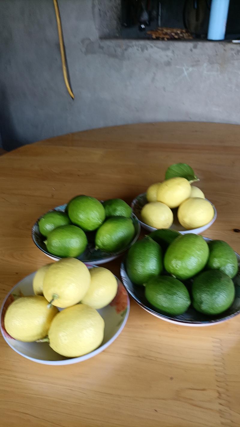 安岳柠檬之乡，种植青果，黄果，可实地考察