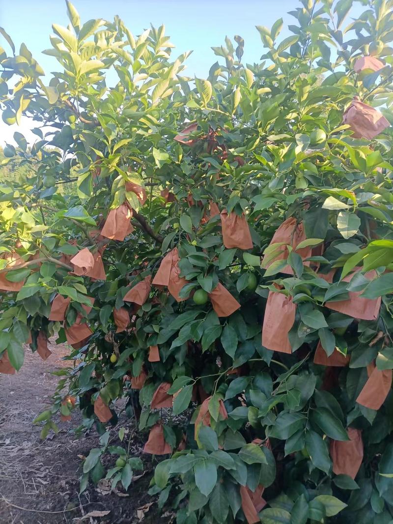 安岳柠檬之乡，种植青果，黄果，可实地考察