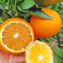 爱媛果冻橙产新开始上市欢迎各大电商平台市场对接