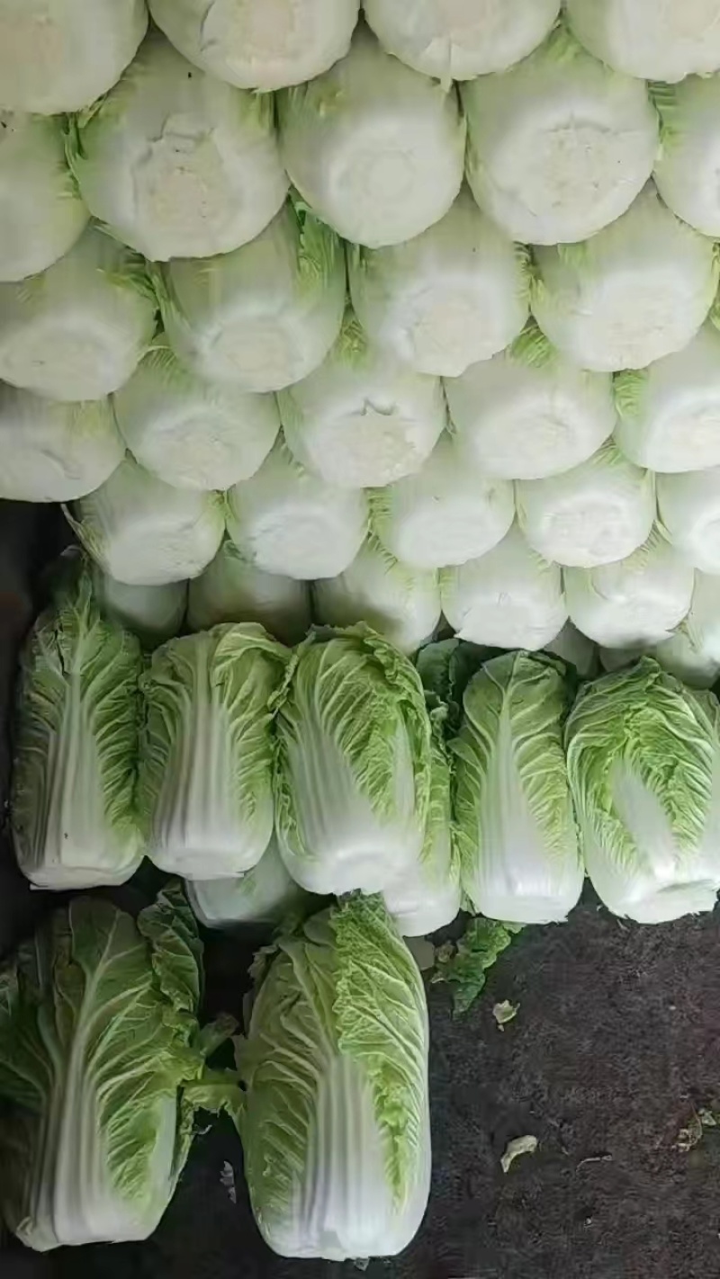 通许大白菜夏阳白菜货源充足产地直发对接全国各地客商
