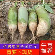 【荐】河南白萝卜大量供应品质优上价格不高批发价格