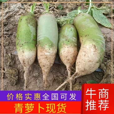 【荐】河南白萝卜大量供应品质优上价格不高批发价格