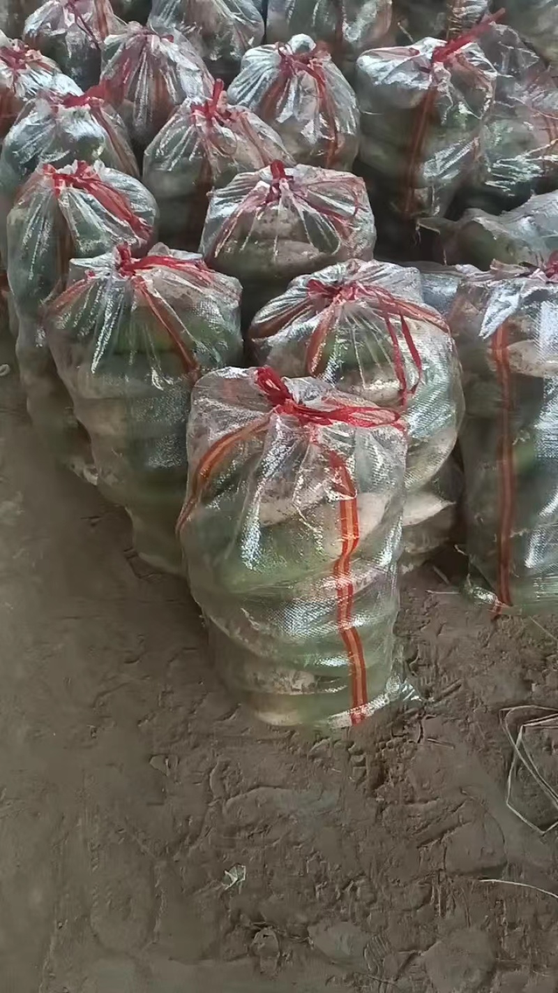 【荐】河南白萝卜大量供应品质优上价格不高批发价格