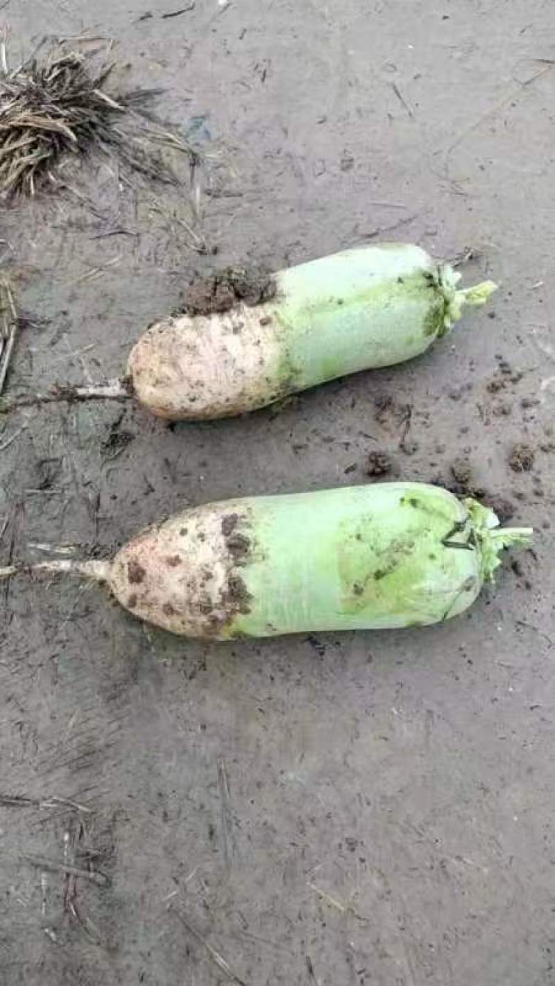 【荐】河南白萝卜大量供应品质优上价格不高批发价格