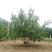 茶条槭多种规格根系发达土球好高成活率
